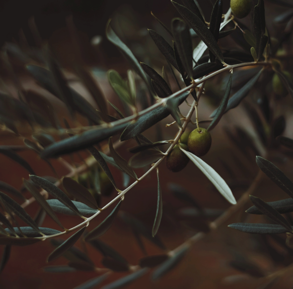 İdapür Brand Identity | Digital Experience